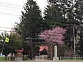 鳥居脇の桜