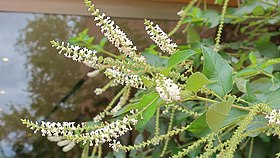 Aloysia virgata