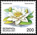 Кувшинка белая (Nymphaea alba)
