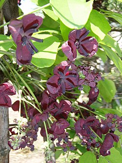 Rinneakebia (Akebia quinata)