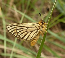 Alaena amazoula ochroma, m, ondersy, a, Zoutpan.jpg