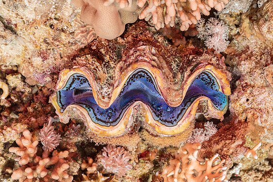 Maxima clam (Tridacna maxima), Temple, Sharm el-Sheikh, Egypt.