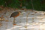 Miniatura para Amaurornis isabellina