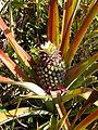 Ananas