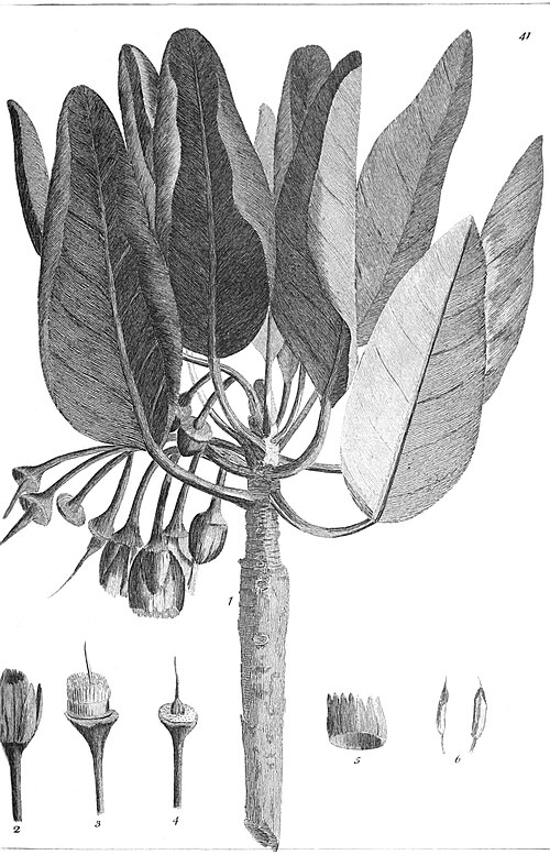 Botanical engraving of a stalk with large leaves at the end and small flower stalks below