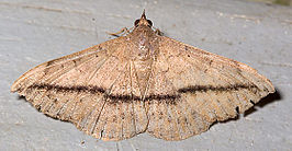 Anticarsia gemmatalis