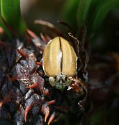 Yellow form