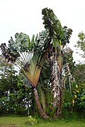 Ravenala madagascariensis.