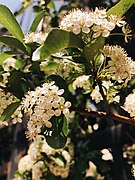 Fleurs à Bakou. Mai 2019.