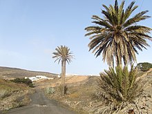 Barranco de Montaña Blanca (San Bartolomé, Lanzarote)