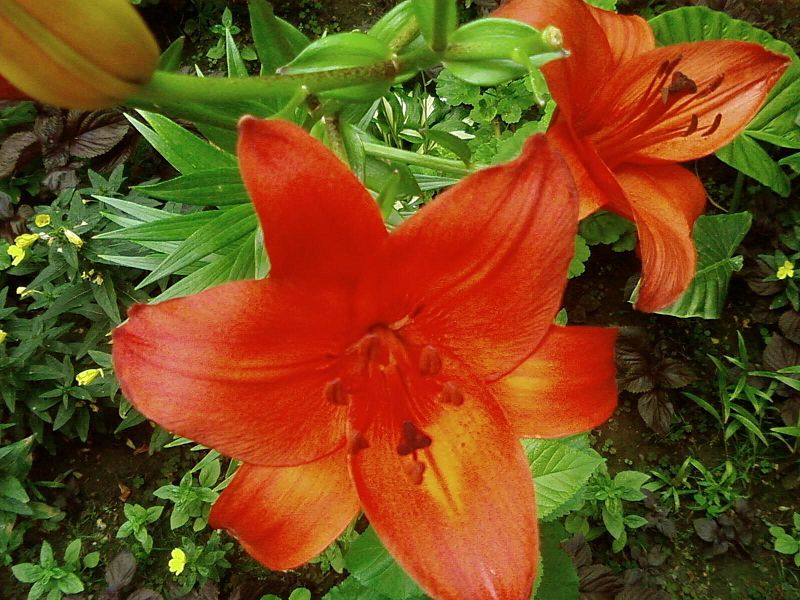 File:Beautiful red flowers in garden.jpg