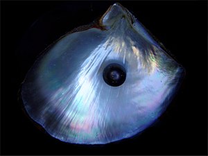 Black pearl and its shell