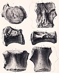 Miniatura para Bothriospondylus suffossus