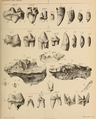 Stałe uzębienie, z jaskiń Tor Bryan w pobliżu Torquay (obecnie w British Museum), Creswell Caves in Derbyshire (w Manchester’s Owen College Museum), Kirkdale Cave i Wookey Hole (w Oxford Museum)