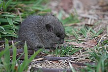 Broad toothed mouse 1.JPG