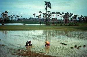 Rice farming in Cambodia