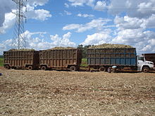 Photo of trailer trucks filled with plant cane