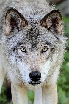 Loup du parc Oméga, à Montebello (Québec). (définition réelle 3 269 × 4 904)