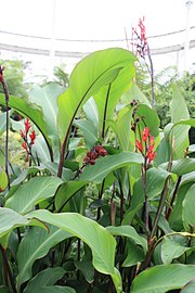 Full plant in bloom