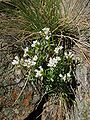 Cardamine resedifolia