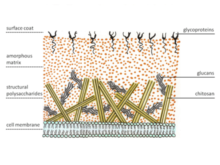 Typical fungal cell wall structure Cell wall structure of Fungi.png