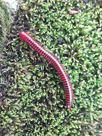 Red millipede, Centrobolus sp.