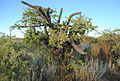 Plant growing in the wild climbing on Geoffroea decorticans at Colonia Cilavert, Las Grutas, Río Negro province, Patagonia, Argentina