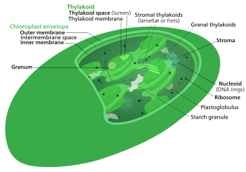 The internal structure of a chloroplast