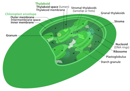 Chloroplast ultrastructure Chloroplasts have at least three distinct membrane systems, and a variety of things can be found in their stroma.