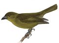 Original image, Olive Tanager