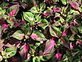 Coleus