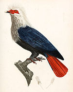 Ilustrace od J. Reinolda (1808) s červenými končetinami