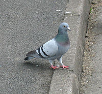 A feral Rock Pigeon with the natural wild-type plumage pattern