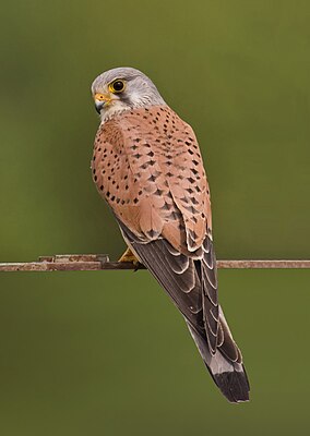 Türnfalk, mantje LC - least concern (ei trüüwet)