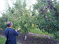 Яблоня бурая как опылитель в квартале яблоневого сада сорта Ред Делишес. Села, штат Вашингтон, США