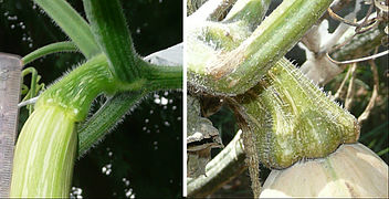 C. moschata inmaduro (izq) y pedúnculo maduro (der). Al menos en esta variedad el pedúnculo se mantuvo verdoso-claro y con sus tricomas al madurar. Al momento de la cosecha, muy endurecido, no pudo cortarse transversalmente con cuchillo de cocina. 5 costillas primarias en ángulos suaves[cita 62]​[cita 63]​ (puede observarse alguna de las 5 secundarias), muchas veces ampliamente extendido (flared) contra el fruto al llegar a él,[cita 62]​[cita 63]​ y muy endurecido.[cita 63]​[cita 61]​