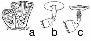 a) young and mature fruiting bodies in longitudinal section; (b), (c) single peridioles-entire, and in section Cyathus striatus Buller.jpg