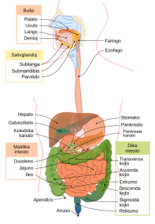 Digestive system diagram eo.svg