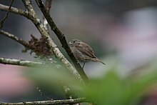 Dull-colored Grassquit (Tiaris obscurus).jpg