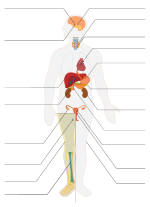 Miniatuur voor Bestand:Endocrine system.svg