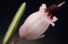 A close-up of the flower and leaf Erica carnea close-up.jpg