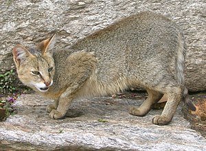 Raidkaat (Felis chaus) LC - least concern (ei trüüwet)