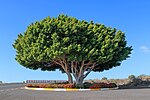 Miniatura per Ficus microcarpa