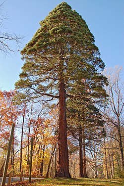 Giant Sequoia at John J. Tyler Arboretum