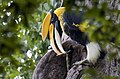 Great Hornbill (male) by N.A. Nazeer