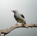 Ground cuckoo-shrike