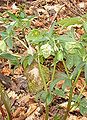 Helleborus viridis subsp. occidentalis in de Pyreneeën