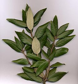 Akmens ozols (Quercus ilex)