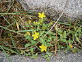 Hypericum humifusum