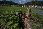 Winterlinde (Tilia cordata)